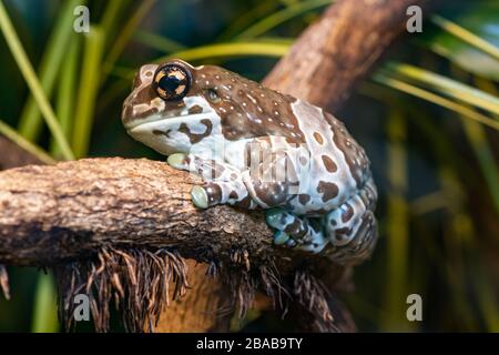 Nahaufnahme eines auf einem Ast sitzenden, goldäugigen Baumfrosches (Trachycephalus resinifictrix) Stockfoto