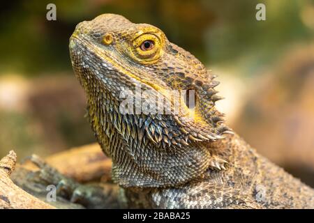 Kopfschuss eines zentralen bärtigen Drachens (pagona vitticeps) in Gefangenschaft Stockfoto
