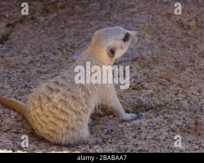 Suricate/Meerkat - Nahansicht des kleinen Nagetieres mit Blick nach vorne/Blick auf steinigen Felsgrund in Spitzkoppe Erongo in Südafrika Stockfoto