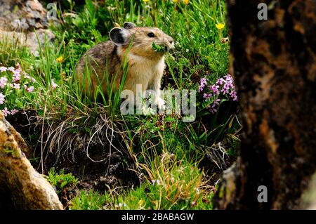 Ein kleiner Hika, der auf Frühlingsblumen weidet Stockfoto