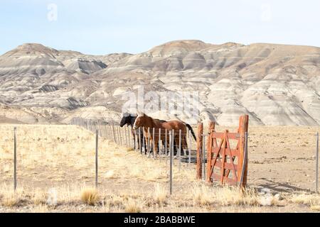 Pferde auf einer patagonischen Ranch, Nationalpark von Los Glaciares, Argentinien Stockfoto