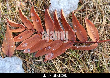 Nahaufnahme der Fallblätter von Bergasche, auf Gras und Eis, mit klaren Wassertropfen Stockfoto