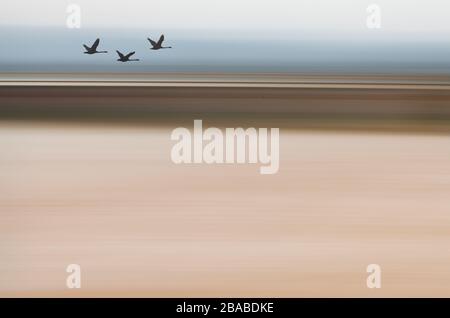 Silhouette Swans Flying - ICM-Hintergrund, zusammengesetztes Bild Stockfoto