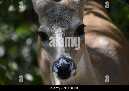 Weißschwanz-Doe starrt auf die Kamera Stockfoto