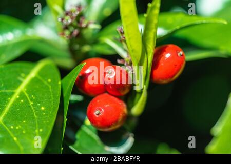 Früchte / rote Beeren von Aucuba japonica oder auch als japanischer Lorbeer oder japanische Aucuba bekannt Stockfoto