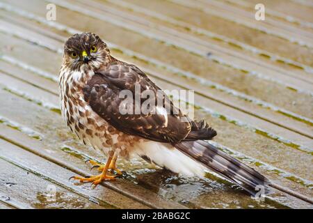 Nach dem Auftreffen auf ein Fenster erholt sich ein wild aussehender, scharf gekelzter Vogel (wahrscheinlich ein unreifer Cooper's Hawk), der auf einem nassen Deck steht, das den Betrachter anstarrt. Stockfoto