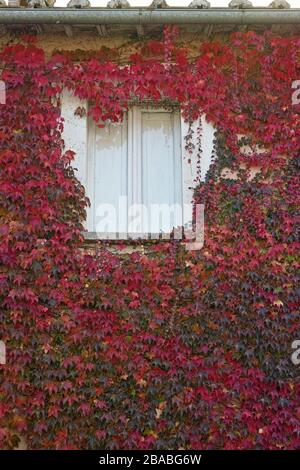 Fenster eines von japanischen Kriechgängen umrahmten Landhauses im Herbst Stockfoto