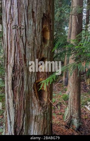 Eine Linie von drei tiefen Löchern, die von einem Pileiter Specht gebohrt wurden, ragt den Stamm eines westlichen roten Zedernbaums in einem Wald im Süden British Columbias auf. Stockfoto