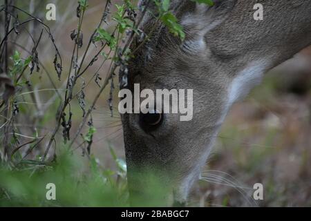 Weißschwanz-Doe grasen Stockfoto