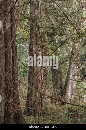 Vier große westliche Rotzedern (Thuja plicata) wachsen in die Höhe, ihre Zweige erzeugen ein dichtes Durcheinander im immergrünen Wald (an der Küste British Columbias). Stockfoto