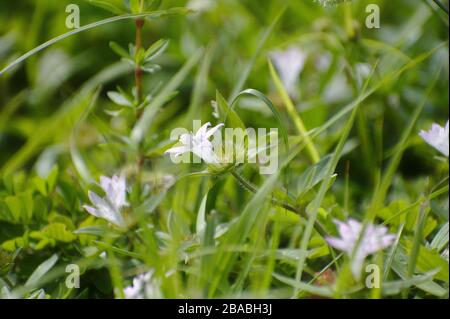 Kleine weiße blühende Wildblumen im Gras Stockfoto