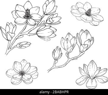Magnolia Blumenzeichnungen. Schwarz-weiß mit Strichkunst auf weißem Hintergrund. Handgezeichnete Botanische Illustrationen. Stock Vektor