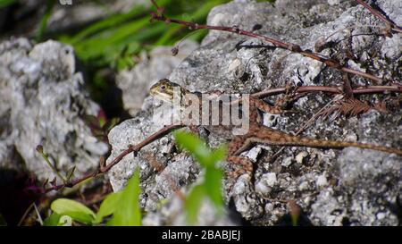 Afrikanischer Redhead Agama auf Felsen Stockfoto