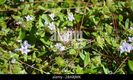 Weißer Pfauen-Schmetterling auf wilden Blumen Stockfoto