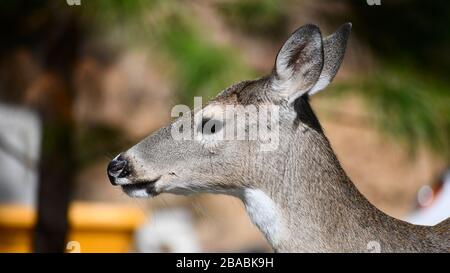 Porträt einer Weißschwanz-Damhirschkuh Stockfoto