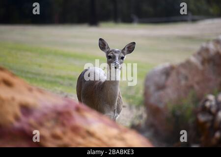 Weißschwanz-Taumeln an Felsen vorbei Stockfoto