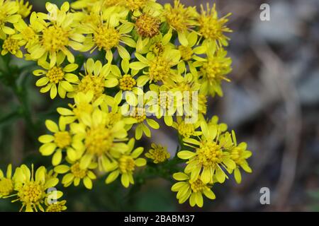 Solidago, im Allgemeinen Goldenruten genannt, ist eine Gattung von etwa 100 bis 120 Arten von blühenden Pflanzen in der Familie der Aster, der Asteraceae. Stockfoto
