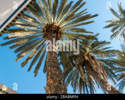 Farbenfrohes Bild eines Palmengartens im Bahia Palace in Marrakesch, Marokko, aufgenommen im Januar 2020 mit einer Winkelperspektive von Grund auf Stockfoto