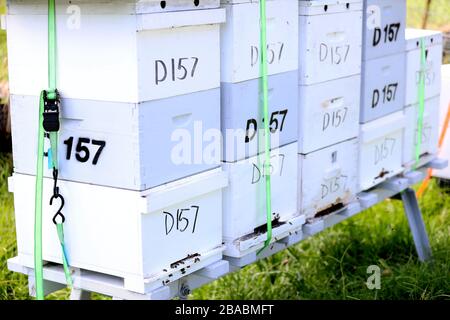 Bienenstöcke auf einem lokalen städtischen Bauernhof: Lokale Bienen, die auf einem lokalen Bauernhof in unserer Nachbarschaft Honig machen. Stockfoto