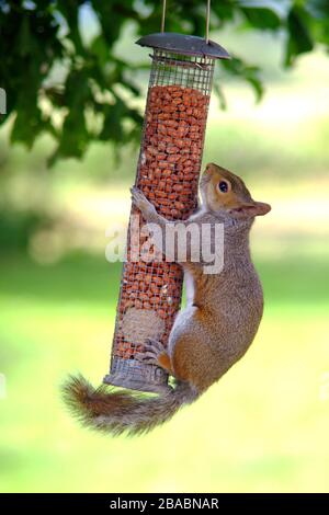 Graues Gleithörnchen auf einem Gartenvogelzubringer. Stockfoto