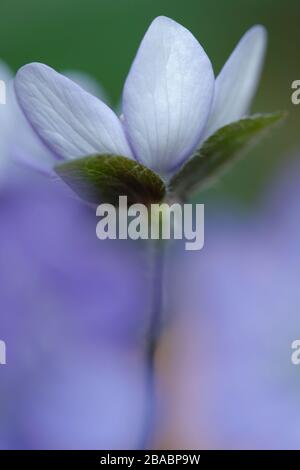 Leberblümchen (Hepatica nobilis, Syn.: Anemone hepatica, Hepatica triloba), gewöhnliches Leberblümchen, Dreilappiges Leberblümchen Stockfoto