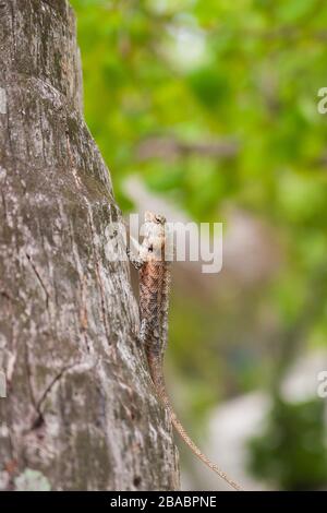 Bärtiger Drache, der auf einem Baum sitzt Stockfoto