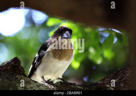 Nutztiere: Vögel fanden eine lokale Farm. Schöner kleiner Vogel thront. Stockfoto