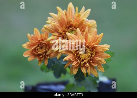 Eintöpfe an den Kronblättern der gelben orangefarbenen Chrysantheme oder die im Topfbehälter aufblühenden Herbstmäumchen mit Wassertau an den Kronblättern Stockfoto