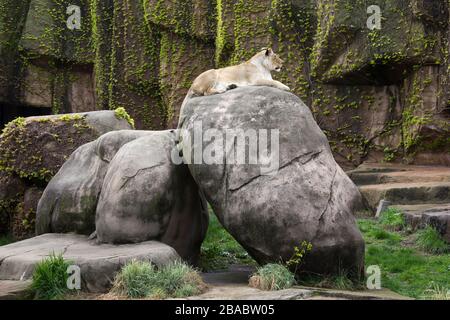 Afrikanischer Löwe (Panthera leo krugeri) im Lincoln Park Zoo, Lincoln Park, Chicago, Illinois, USA Stockfoto