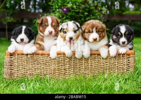 Fünf süße australische Shepherd Welpen in einem Korb Stockfoto