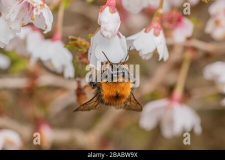 Eine Baumbumblebee (Großbritannien), die Pollen aus der Blüte eines prunus kojo no Mai sammelt. Stockfoto