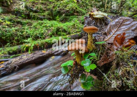 Pilze und Pflanzen auf einem Baumstumpf in der Wolfsschlucht bei Zwingenberg im vorderen und vorderen Kreis im vorderen und vorderen Kreis. Stockfoto