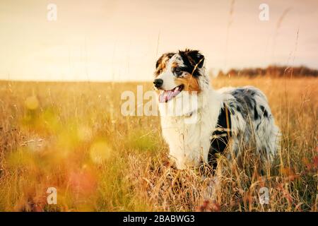 Australian Shepherd Welpe auf einer Wiese, 6 Monate Stockfoto
