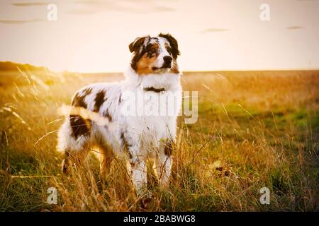 Australian Shepherd Welpe auf einer Wiese, 6 Monate Stockfoto