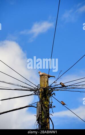 Holz-Telegrafenpfahl mit Taube und Spatzen, die darauf sitzen. Stockfoto