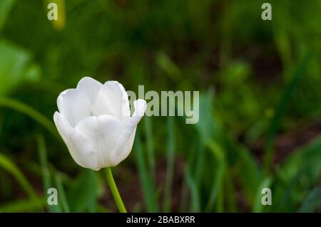 Bunte Tulpen im Frühjahr im Garten Stockfoto