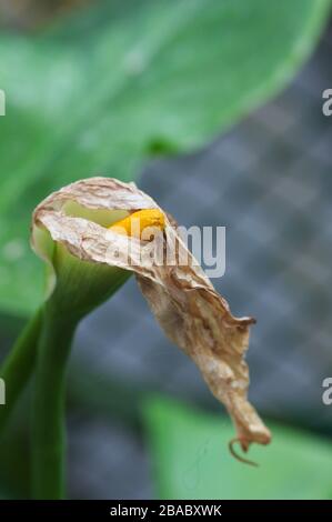 Nahaufnahme einer Calla-Lilienblume (Zantedeschia aethiopica), die nach der Zeit der Blüte verwelkt ist Stockfoto