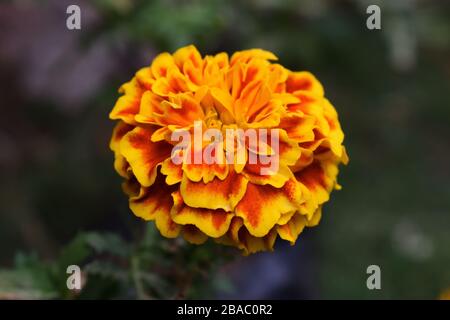 Schattierte gelb-orange kastanienbraun französische Marigold- oder Tagetes Patula jährliche, ausdauernde krautige Pflanzen in der Familie der Sonnenblumen Stockfoto