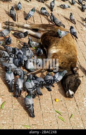 Kathmandu, Nepal. Februar 2014. Hanuman Dhoka, Durbar Square, Kathmandu, Nepal. Kredit: Bernard Menigault/Alamy Stock Photo Stockfoto