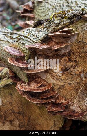 Truthahn-Schwanzpilz (Trametes versicolor) wächst auf verrotteten Holzstämmen, E USA, von James D Coppinger/Dembinsky Photo Assoc Stockfoto