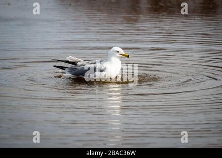 Möwen im Frühling schöner sonniger Tag Stockfoto