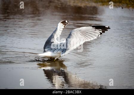 Möwen im Frühling schöner sonniger Tag Stockfoto