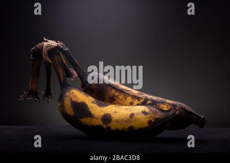 Ein paar überreife Bananen mit schwarzen Flecken und leuchtend gelben Teilen, die vor einem dunkelgrauen Hintergrund kontrastiert sind, werden in den Fokus gerückt Stockfoto