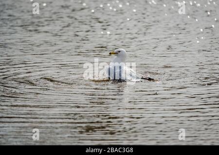 Möwen im Frühling schöner sonniger Tag Stockfoto