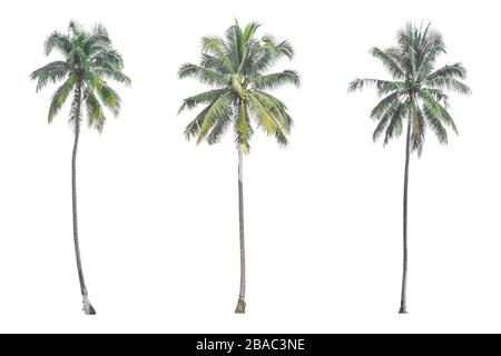 Kokospalme auf weißem Hintergrund. Stockfoto