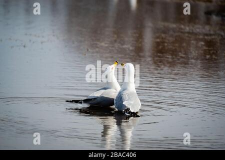 Möwen im Frühling schöner sonniger Tag Stockfoto