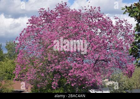 Jacaranda Tree in Bloom Stockfoto