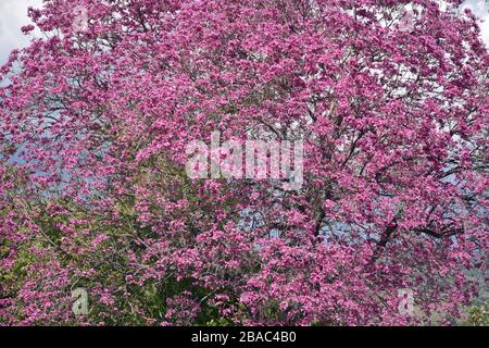 Jacaranda Tree in Bloom Stockfoto