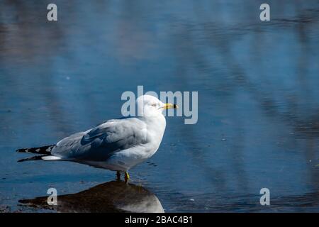 Möwen im Frühling schöner sonniger Tag Stockfoto