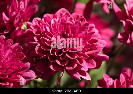 Ein Haufen dunkelroter Chrysanthemum-Blumen. Blumenmuster im Park. Ein Haufen pinkvioletter Chrysanthemumblüten. Stockfoto